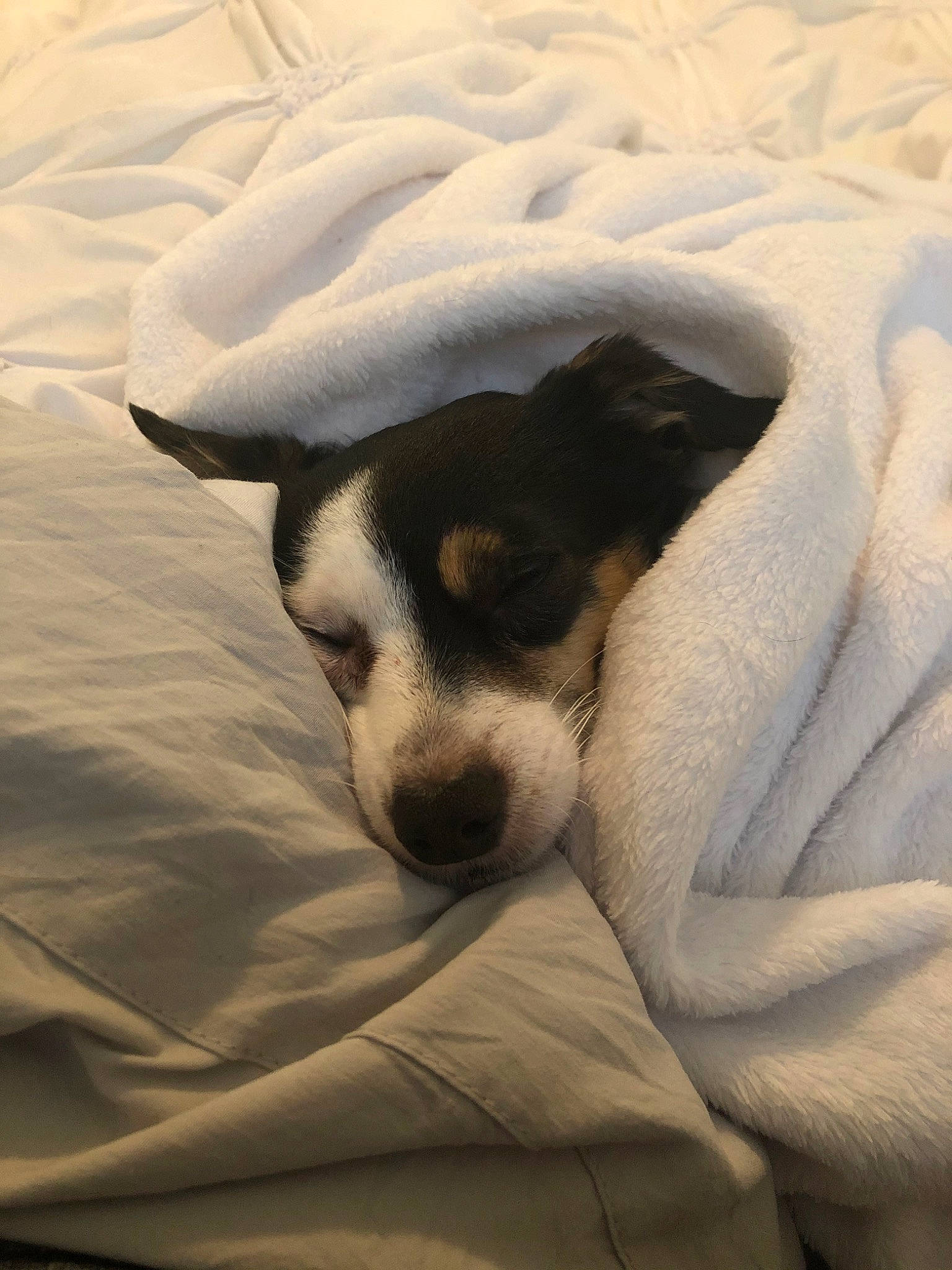 Ruby is registered to the contest to win money with this photo: canidae, carnivore, chilean_fox_terrier, danish_swedish_farmdog, dog, dog_breed, fox_terrier, japanese_terrier, linens, mammal, parson_russell_terrier, puppy, rat_terrier, ratonero_bodeguero_andaluz, russell_terrier, smooth_fox_terrier, snout