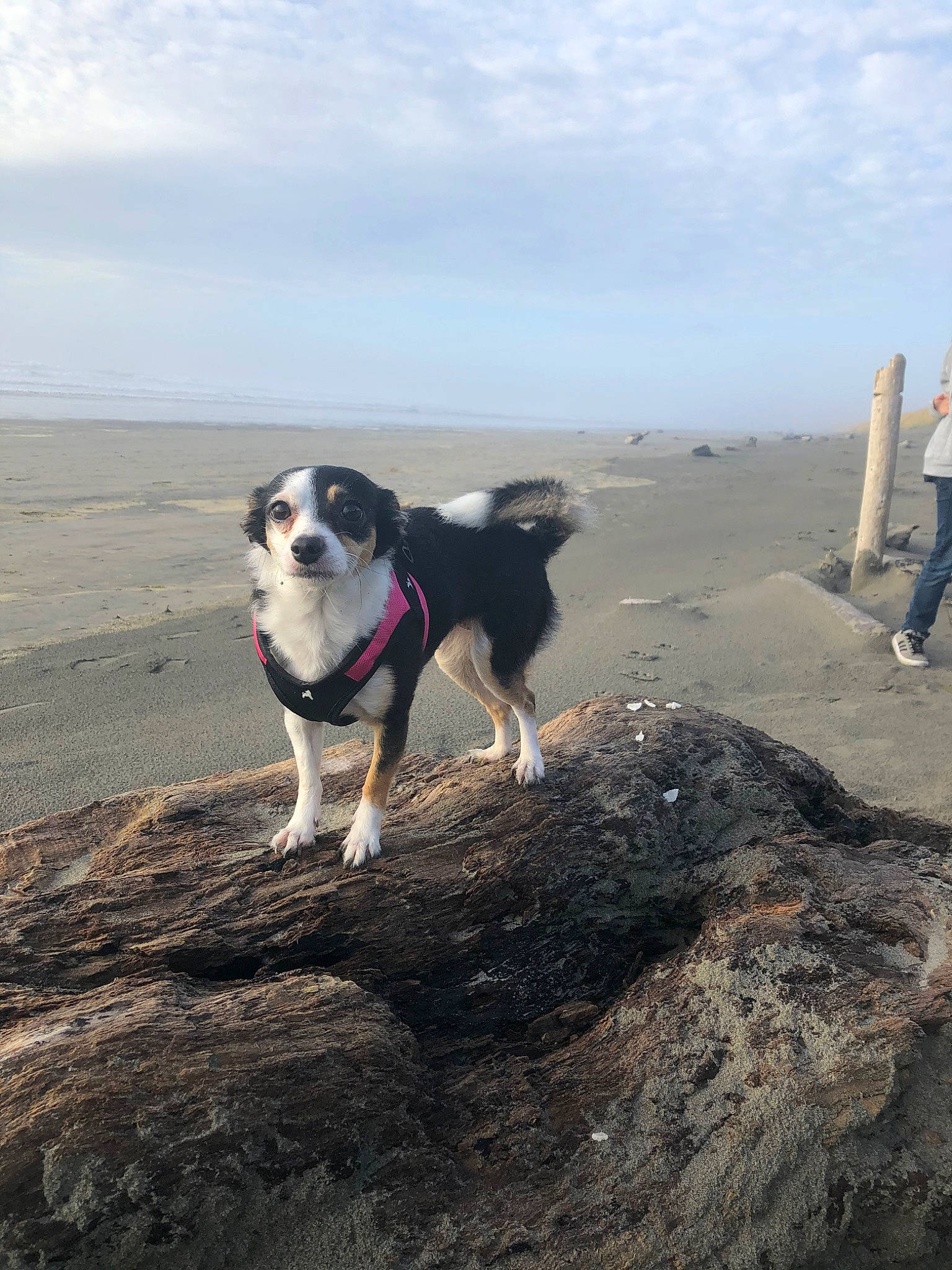 Ruby joined the competition — help win amazing prizes! adventure, appenzeller_sennenhund, beach, canidae, carnivore, dog, dog_breed, dog_hiking, english_shepherd, entlebucher_mountain_dog, herding_dog, sporting_group, walking, working_dog