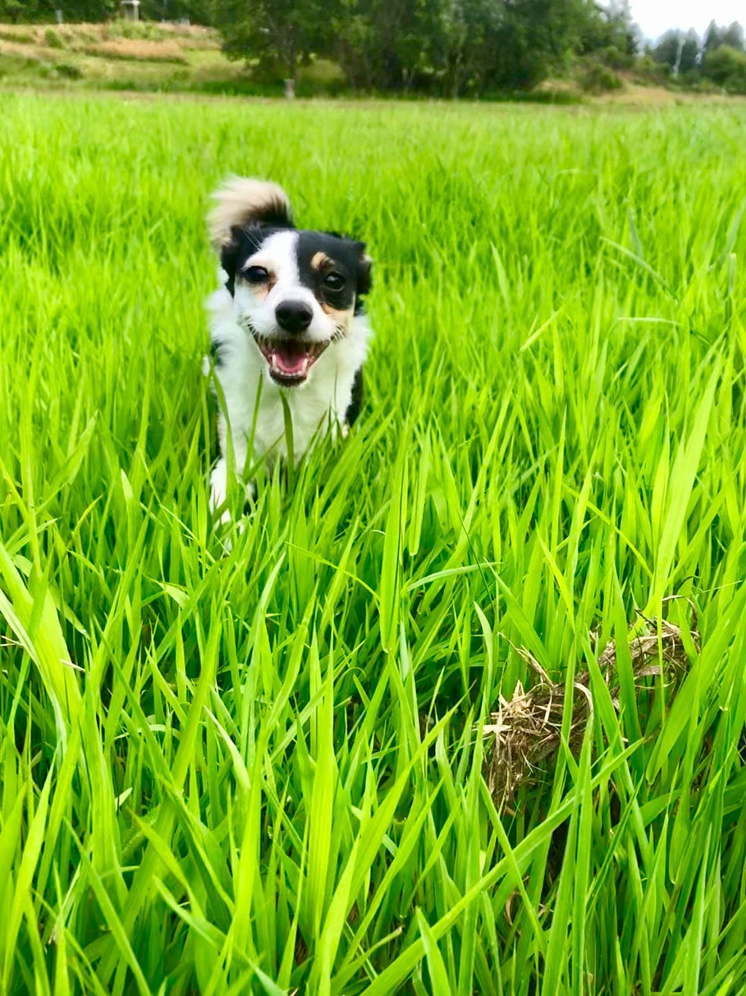 Ruby joined the competition — help win amazing prizes! border_collie, canidae, carnivore, companion_dog, dog, dog_breed, field, grass, grass_family, grassland, green, herding_dog, mammal, meadow, paddy_field, pasture, plant, puppy, rare_breed_dog, welsh_sheepdog