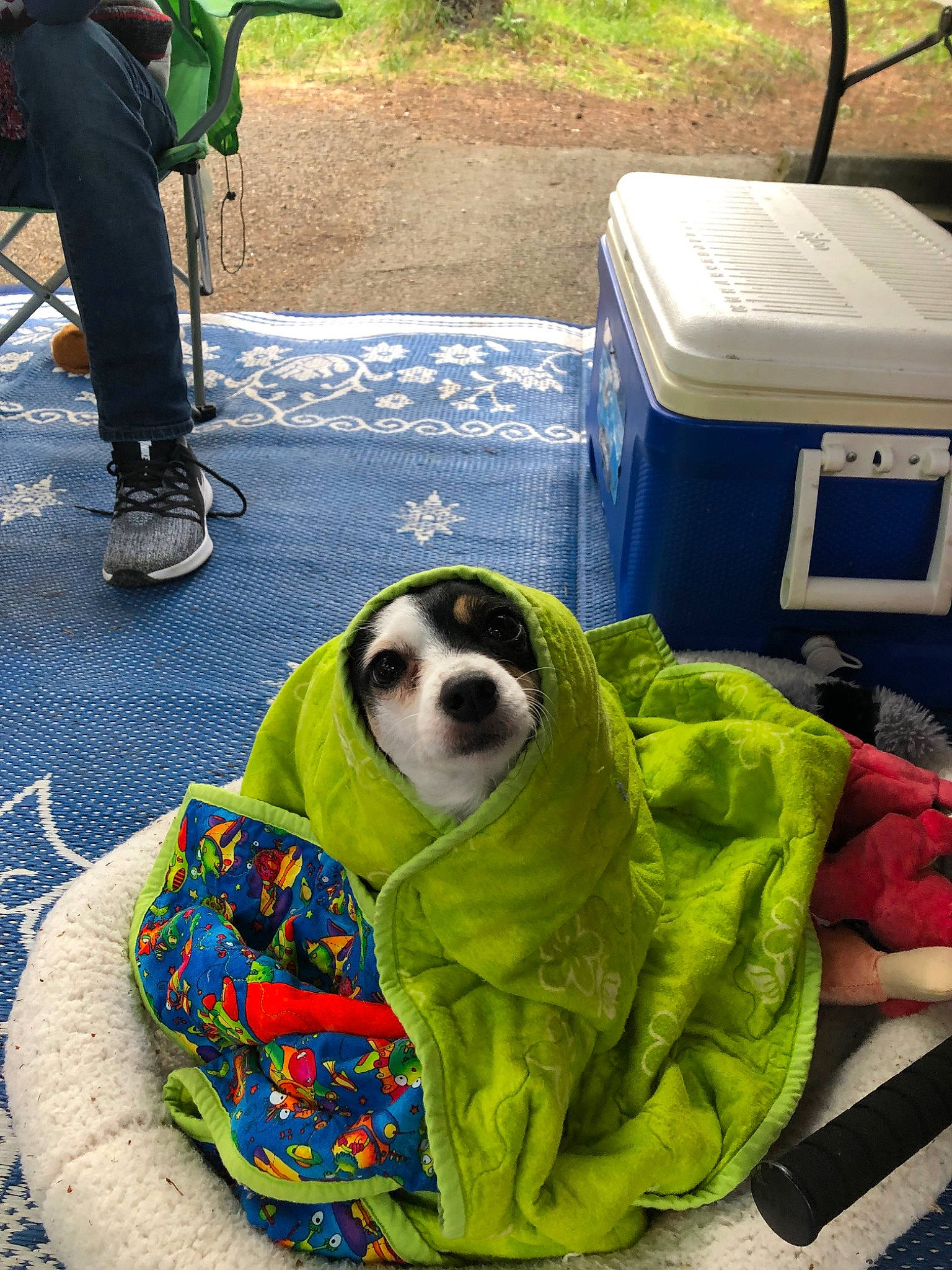 Ruby is registered to the contest to win money with this photo: canidae, carnivore, companion_dog, dog, dog_breed, sporting_group