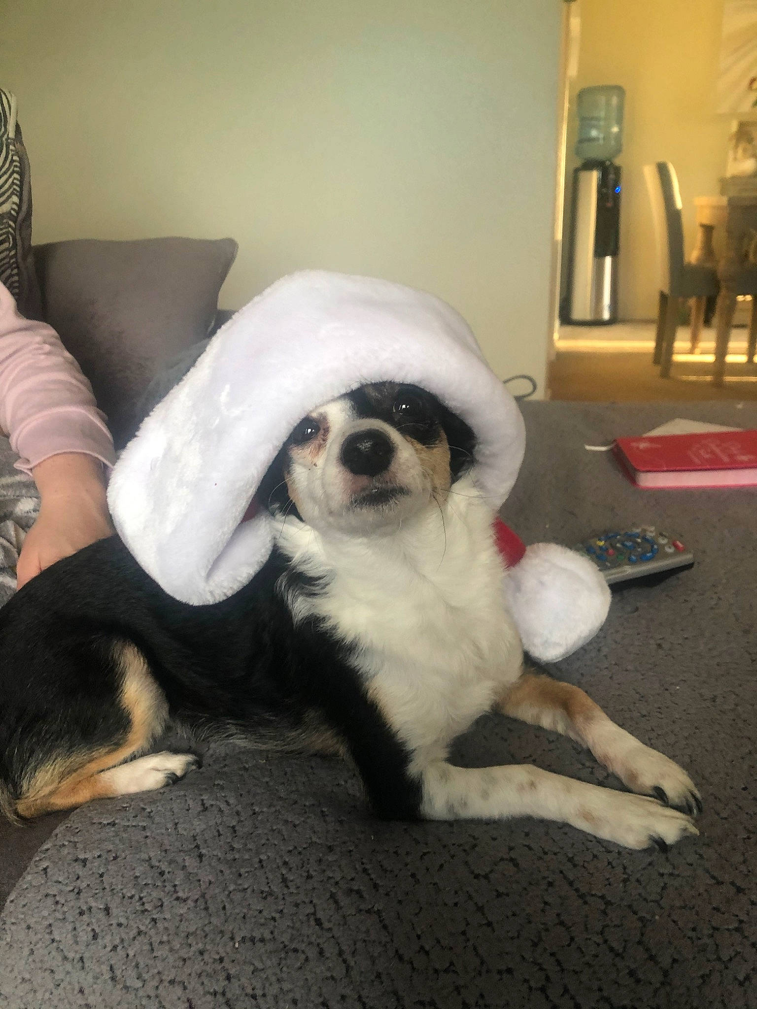 Ruby is registered to the contest to win money with this photo: canidae, carnivore, companion_dog, dog, dog_breed, ear, fur, mammal, paw, puppy, puppy_love, rare_breed_dog, shih_tzu, snout, sporting_group, tail, toy_dog, vertebrate