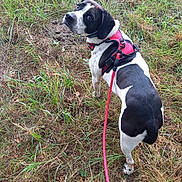 Joy a rejoint le concours — aidez-le/la à gagner de superbes lots ! dog, black_and_white, harness, leash, grass, outdoor, pet, animal, canine, nature, curious, looking_back, walking, field, ears, snout, fur, spot, leash_clip, collar