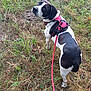 dog, black_and_white, harness, leash, grass, outdoor, pet, animal, canine, nature, curious, looking_back, walking, field, ears, snout, fur, spot, leash_clip, collar