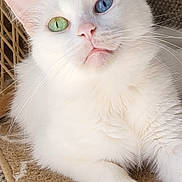 Diamond is registered to the contest to win money with this photo: cat, white_cat, heterochromia, blue_eye, green_eye, pet, feline, animal, fur, whiskers, pink_nose, relaxing, indoors, rug, texture, closeup, portrait, cute, soft_light, home
