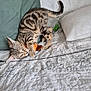 Iris participe au concours pour gagner de l'argent avec cette photo : kitten, tabby, cat, toy, orange_toy, bed, pillow, quilt, playing, claws, fur, pet, animal, indoor, cute, young_cat, resting, cozy, striped, feline