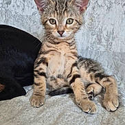 Iris participe au concours pour gagner de l'argent avec cette photo : kitten, tabby, cat, pet, animal, feline, resting, bedspread, texture, indoor, black_dog, companion, cute, young, fur, whiskers, ears, paws, alert, relaxed