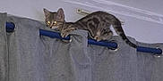 Iris a rejoint le concours — aidez-le/la à gagner de superbes lots ! cat, kitten, curtain, curtain_rod, gray, blue, indoor, pet, animal, climbing, eyes_glowing, tabby, feline, paws, wall, home, playful, mischievous, young, cute