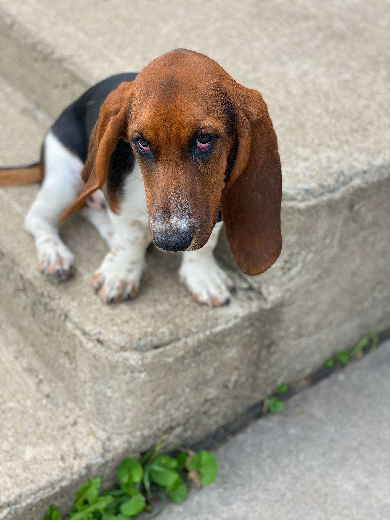 Coco is registered to the contest to win money with this photo: canidae, carnivore, companion_dog, dog, dog_breed, fawn, hound, hunting_dog, liver, scent_hound, snout, sporting_group, terrestrial_animal