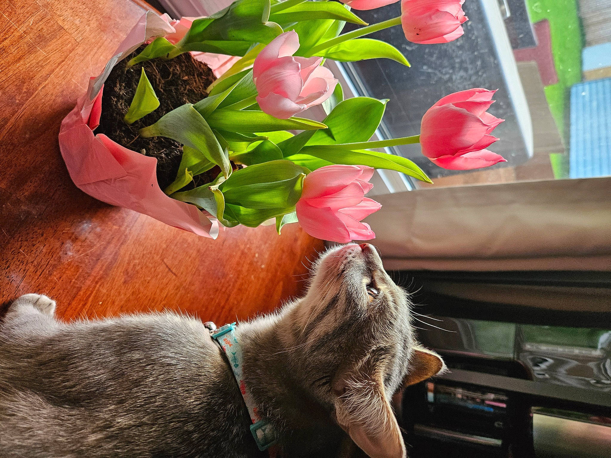 Gabby is registered to the contest to win money with this photo: artificial_flower, carnivore, cat, comfort, domestic_short_haired_cat, fawn, felidae, flower, flower_arranging, flowering_plant, green, light, petal, plant, red, rose, small_to_medium_sized_cats, tail, tints_and_shades, whiskers