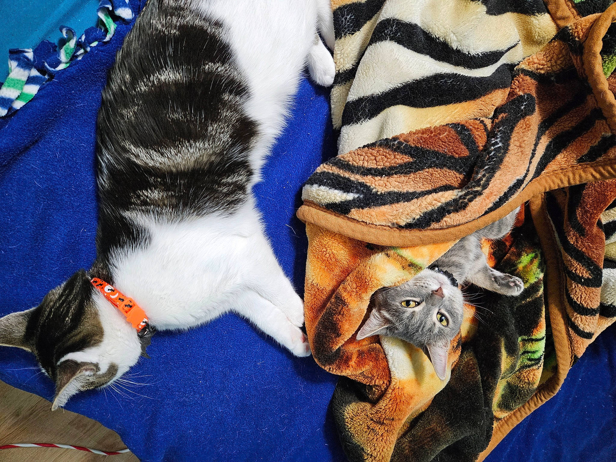 Gabby joined the competition — help win amazing prizes! carmine, carnivore, comfort, companion_dog, electric_blue, fashion_accessory, fawn, feather, felidae, foot, fur, fur_clothing, hat, human_leg, linens, pattern, sleeve, textile, vertebrate, whiskers