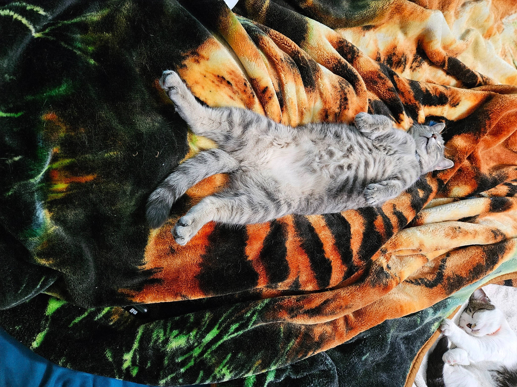 Gabby joined the competition — help win amazing prizes! alligator, art, bengal_tiger, big_cats, claw, close_up, felidae, fur, glove, grass, orange, organism, pattern, rock, siberian_tiger, tail, terrestrial_animal, visual_arts, wildlife, wood