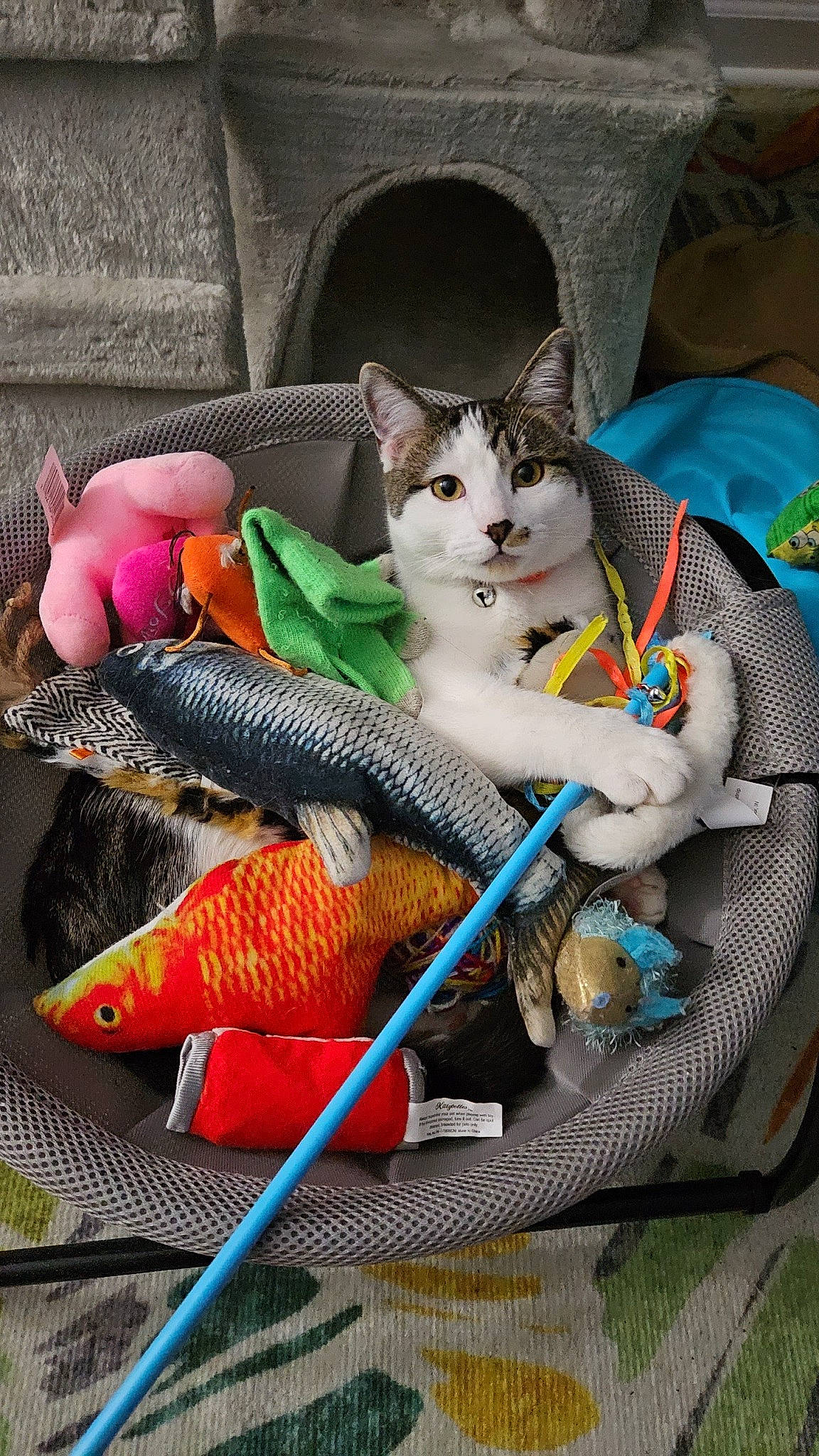 Reign joined the competition — help win amazing prizes! baby_products, bag, basket, carnivore, cat, chair, comfort, couch, domestic_short_haired_cat, electric_blue, fashion_accessory, felidae, fish, fur, lap, luggage_and_bags, sitting, small_to_medium_sized_cats, tail, whiskers