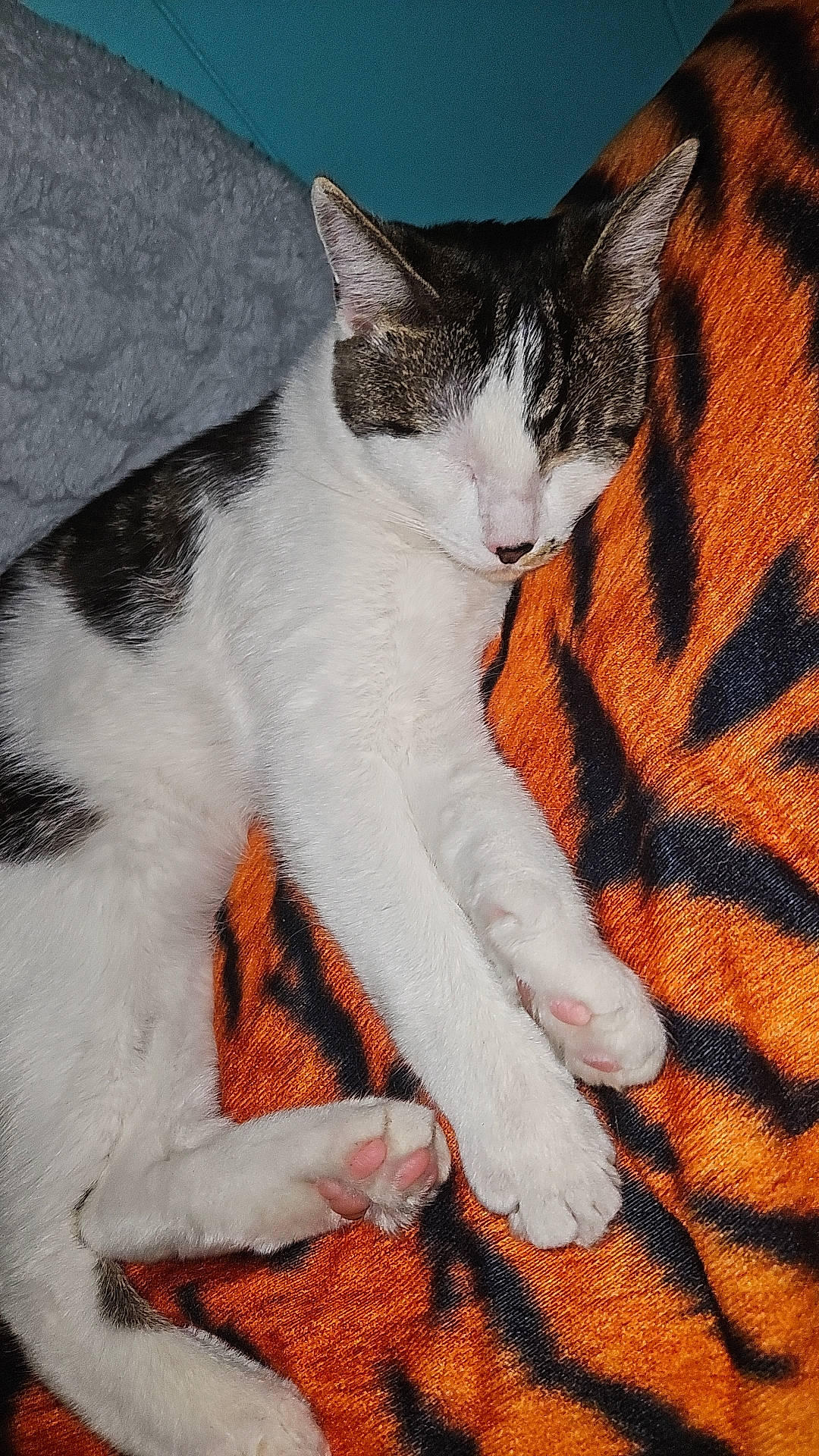 Reign is registered to the contest to win money with this photo: art, carmine, carnivore, cat, claw, comfort, domestic_short_haired_cat, felidae, fur, human_leg, lap, leg, orange, pattern, paw, sitting, small_to_medium_sized_cats, snout, tail, whiskers