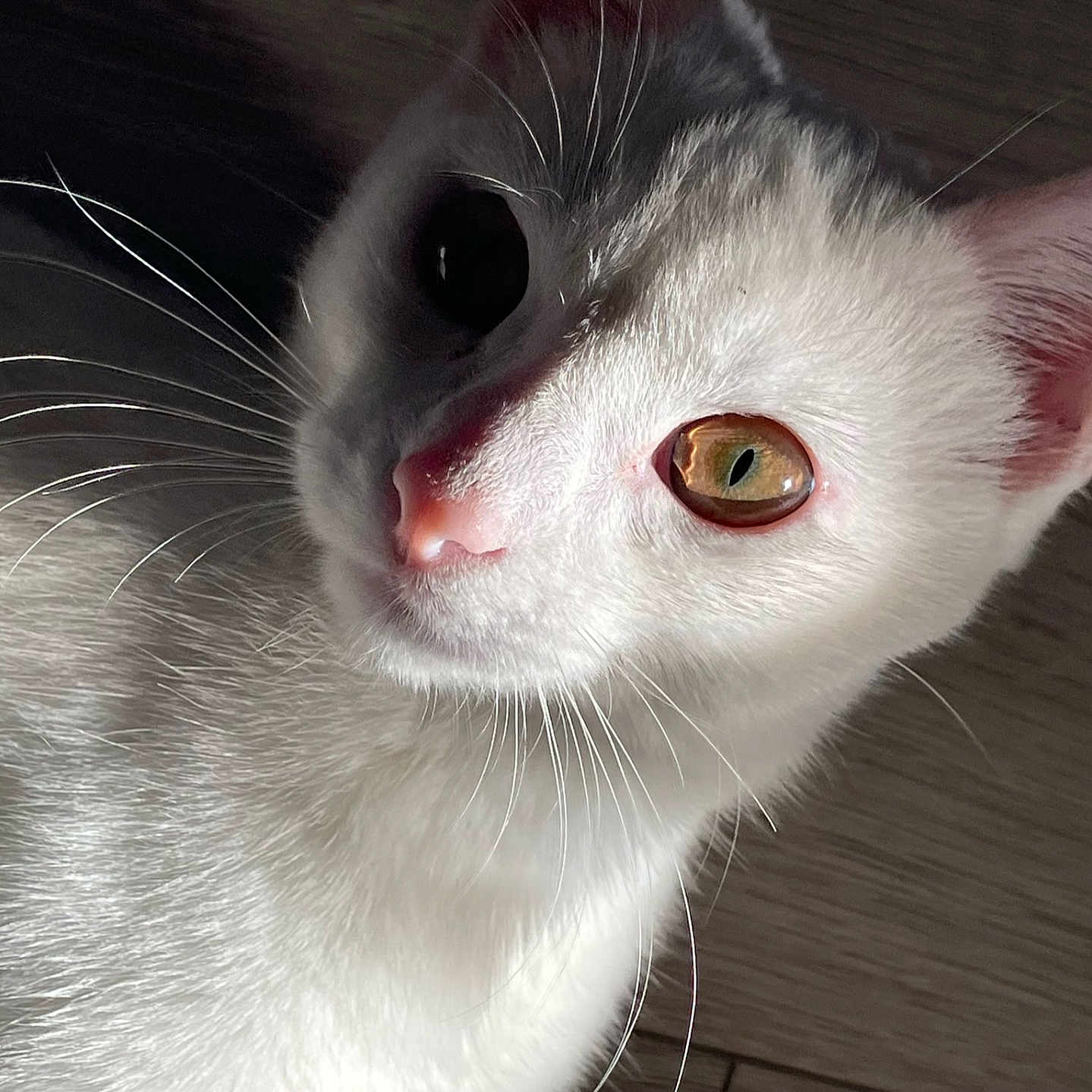 Sushi a rejoint le concours — aidez-le/la à gagner de superbes lots ! abyssinian, angora, animal, bodypart, cat, kitten, manx, mouth, person, pet, siamese, snout, white