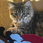 Stryper is registered to the contest to win money with this photo: animal, background, carpet, cat, christmas, closeup, curious, cute, decoration, ears, feline, festive, fluffy, fur, holiday, indoor, pet, reindeer_ears, tabby, whiskers