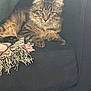 Stryper is registered to the contest to win money with this photo: animal, animal_face, blanket, cat, couch, cozy, domestic, ears, feline, fur, furniture, home, indoor, living_room, paws, pet, relaxed, resting, tabby, whiskers