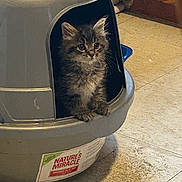 Stryper is registered to the contest to win money with this photo: animal, cat, cat_house, curious, cute, domestic, ears, face, feline, floor, fur, home, indoor, kitten, paw, pet, plastic, small, tile, whiskers