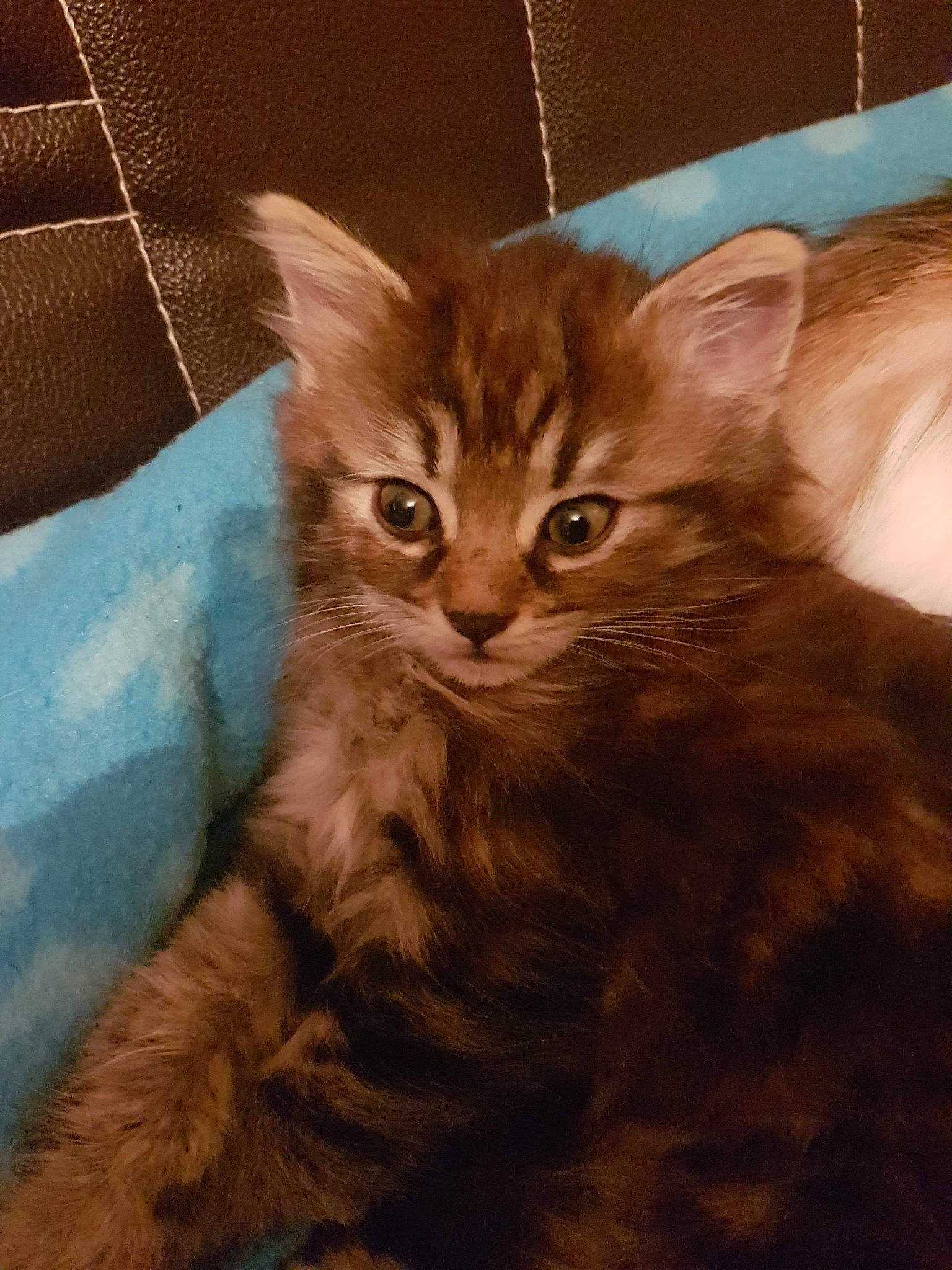 Ophelie participe au concours pour gagner de l'argent avec cette photo : asian, asian_semi_longhair, carnivore, cat, cymric, domestic_long_haired_cat, fawn, felidae, fur, kitten, maine_coon, mammal, norwegian_forest_cat, pixie_bob, siberian, small_to_medium_sized_cats, somali, tabby_cat, vertebrate, whiskers