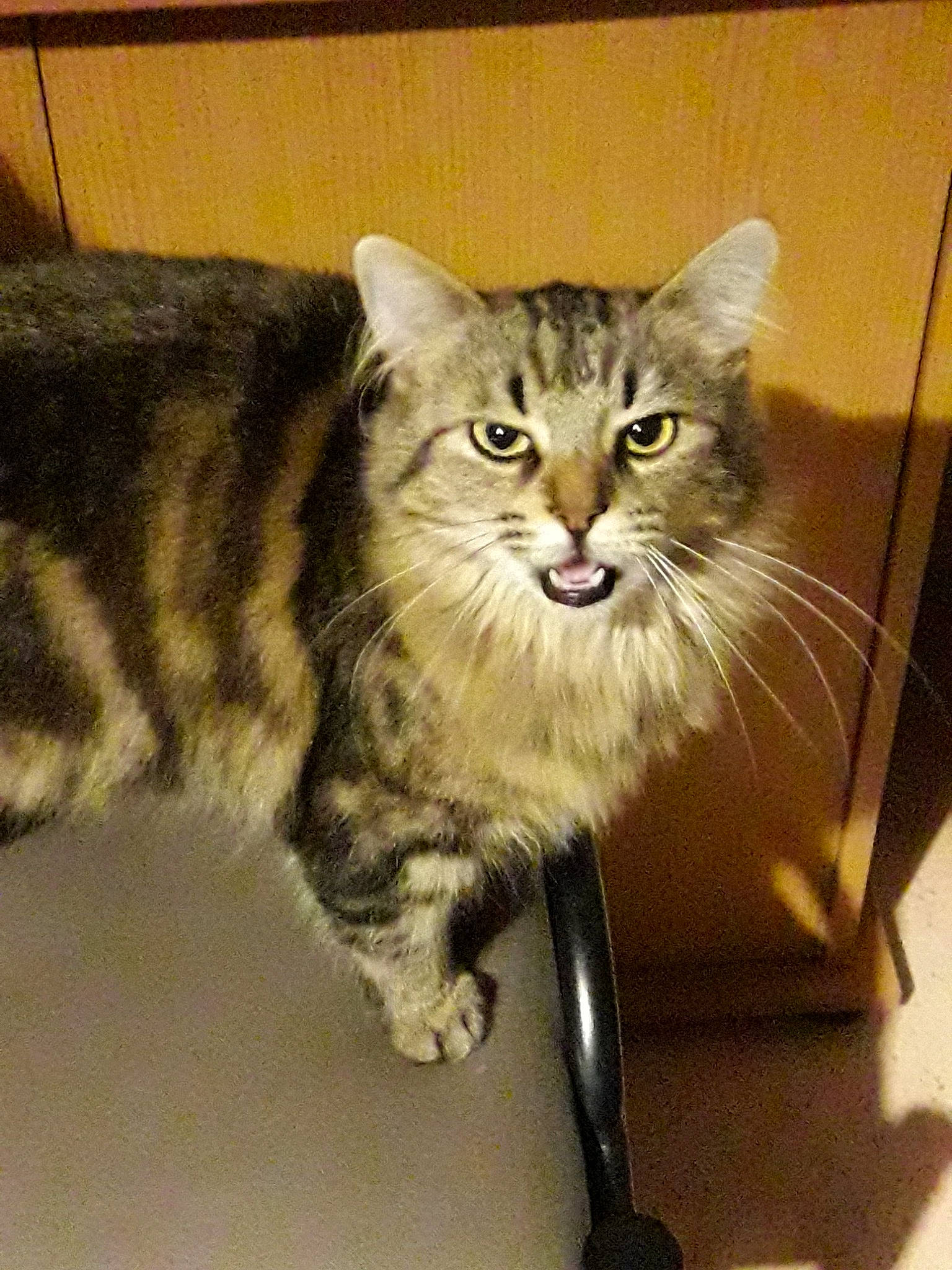 Ophelie a rejoint le concours — aidez-le/la à gagner de superbes lots ! american_curl, american_shorthair, asian, carnivore, cat, domestic_short_haired_cat, dragon_li, european_shorthair, felidae, kitten, maine_coon, mammal, norwegian_forest_cat, pixie_bob, siberian, small_to_medium_sized_cats, tabby_cat, vertebrate, whiskers, wild_cat