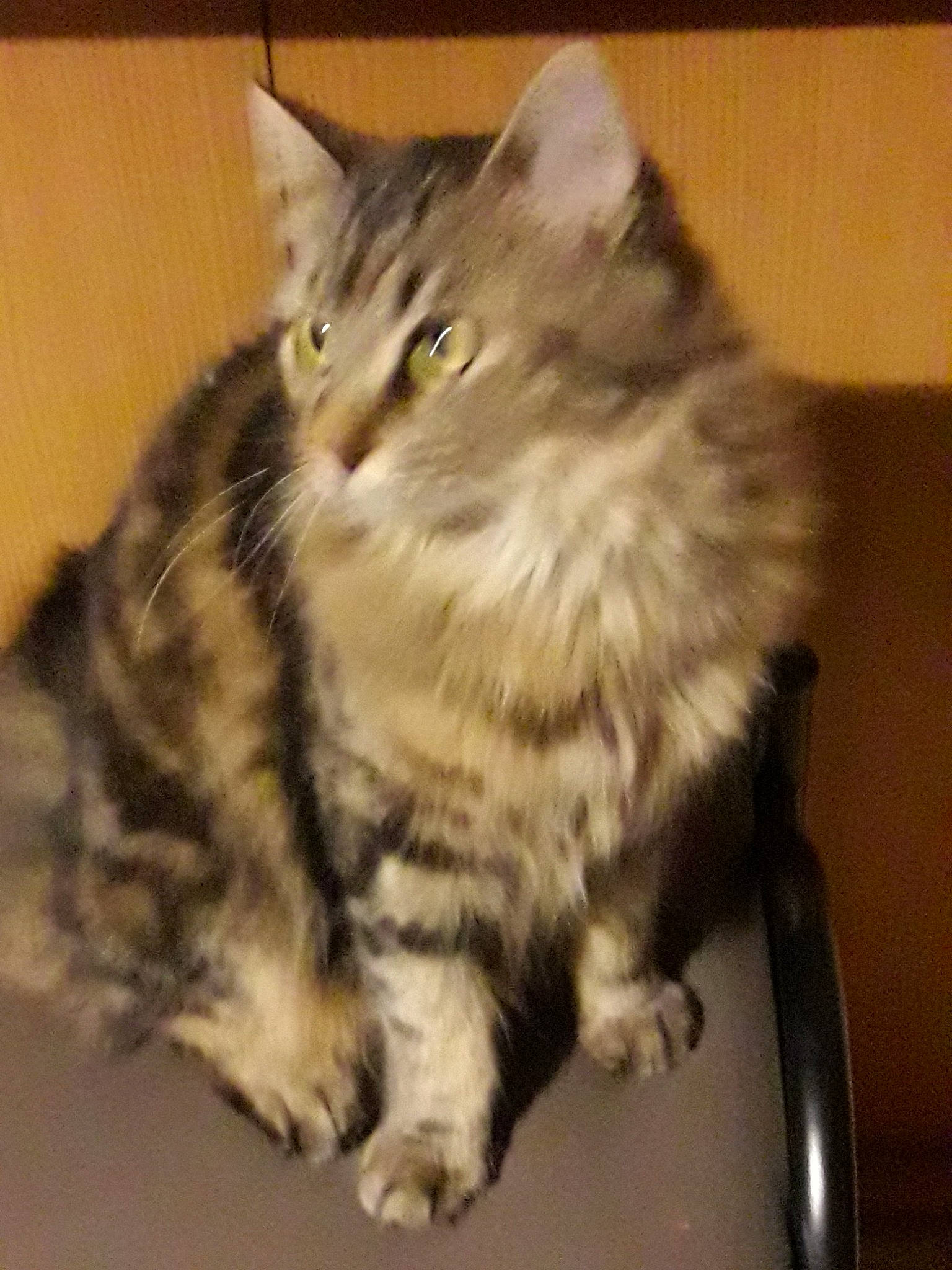 Ophelie a rejoint le concours — aidez-le/la à gagner de superbes lots ! american_shorthair, asian, asian_semi_longhair, british_semi_longhair, carnivore, cat, domestic_long_haired_cat, domestic_short_haired_cat, dragon_li, european_shorthair, felidae, kitten, maine_coon, mammal, norwegian_forest_cat, siberian, small_to_medium_sized_cats, tabby_cat, vertebrate, whiskers