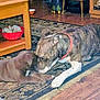 affection, brindle_dog, carpet, close_up, coffee_table, collar, dog, domestic_scene, furniture, hardwood_floor, home, indoor, mammal, nose, paw, pet_bowl, playing, puppy, red_bowl, rug
