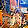 Nakita is registered to the contest to win money with this photo: adult_dog, animal, brindle_coat, coffee_table, collar, decor, dog, flooring, gaze, home_decor, indoor, knickknacks, living_room, patterned_rug, pet_interaction, puppy, rug, shelf, sign, wooden_floor