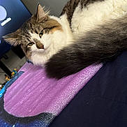 Snickers is registered to the contest to win money with this photo: cat, fluffy, indoor, blanket, purple, blue, tail, fur, pet, relaxed, cozy, animal, sleepy, resting, feline, cute, domestic, comfort, bed, soft