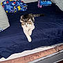 Snickers is registered to the contest to win money with this photo: cat, bed, blanket, pillow, indoor, feline, tabby, white, navy_blue, stretching, fur, pet, cozy, domestic, comfort, resting, animal, cute, bedroom, relaxed
