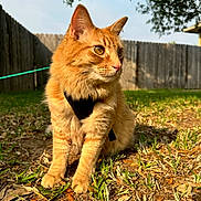Meeko joined the competition — help win amazing prizes! animal, backyard, cat, cute, daytime, ears, eyes, fence, fur, grass, harness, leash, nature, orange_cat, outdoor, pet, sunlight, tabby, tree, whiskers