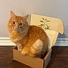 Meeko joined the competition — help win amazing prizes! animal, cardboard_box, cat, curious, cute, domestic_cat, ears, floor, fluffy, fur, indoor, looking_at_camera, orange_tabby, pet, plant_design, seated, small_box, tail, wall, whiskers