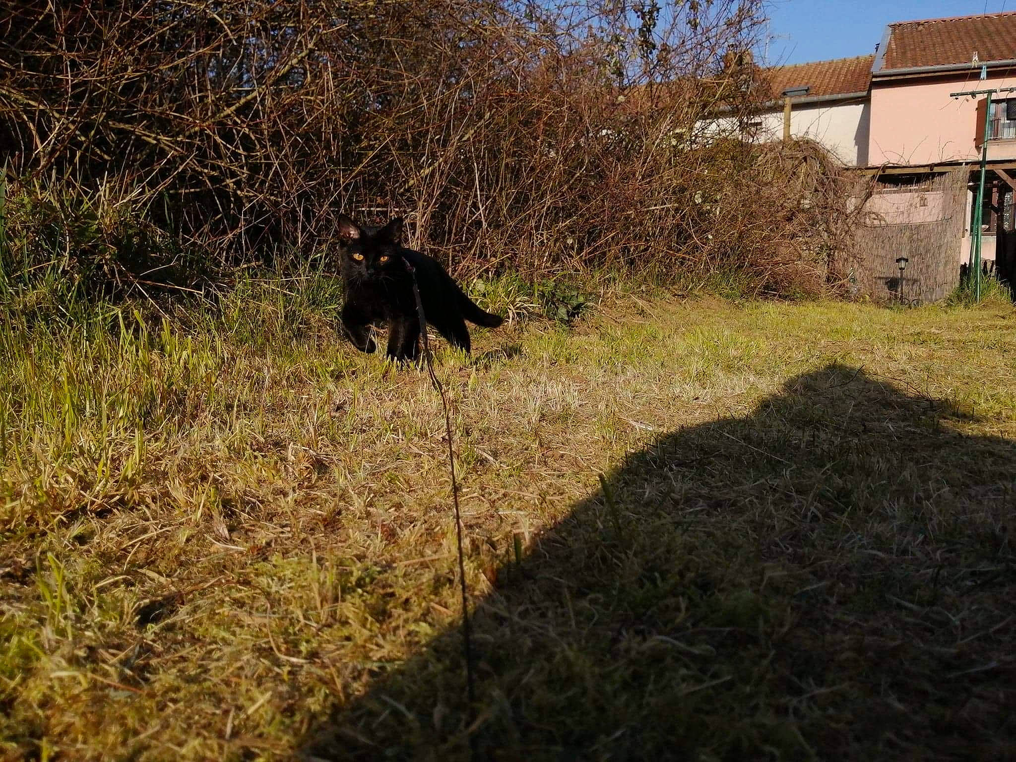 Olia participe au concours pour gagner de l'argent avec cette photo : building, carnivore, dog, dog_breed, felidae, grass, grass_family, grassland, groundcover, landscape, natural_landscape, pasture, plant, shrub, sky, soil, tail, terrestrial_animal, tree, window