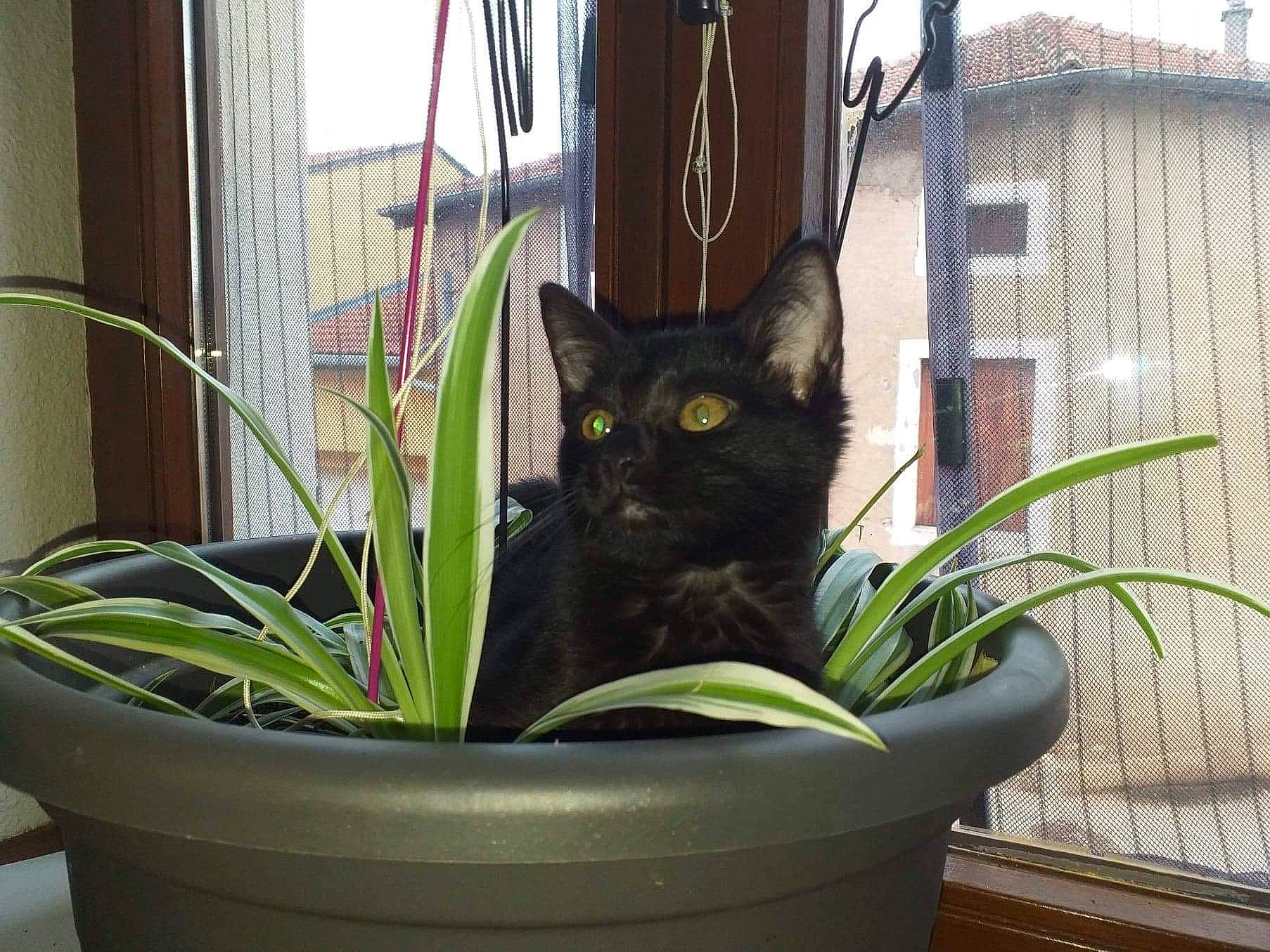 Olia a rejoint le concours — aidez-le/la à gagner de superbes lots ! animal_shelter, black_cat, bombay, building, carnivore, cat, curtain, domestic_short_haired_cat, felidae, flowerpot, fur, grass, houseplant, plant, room, small_to_medium_sized_cats, tail, terrestrial_plant, whiskers, window