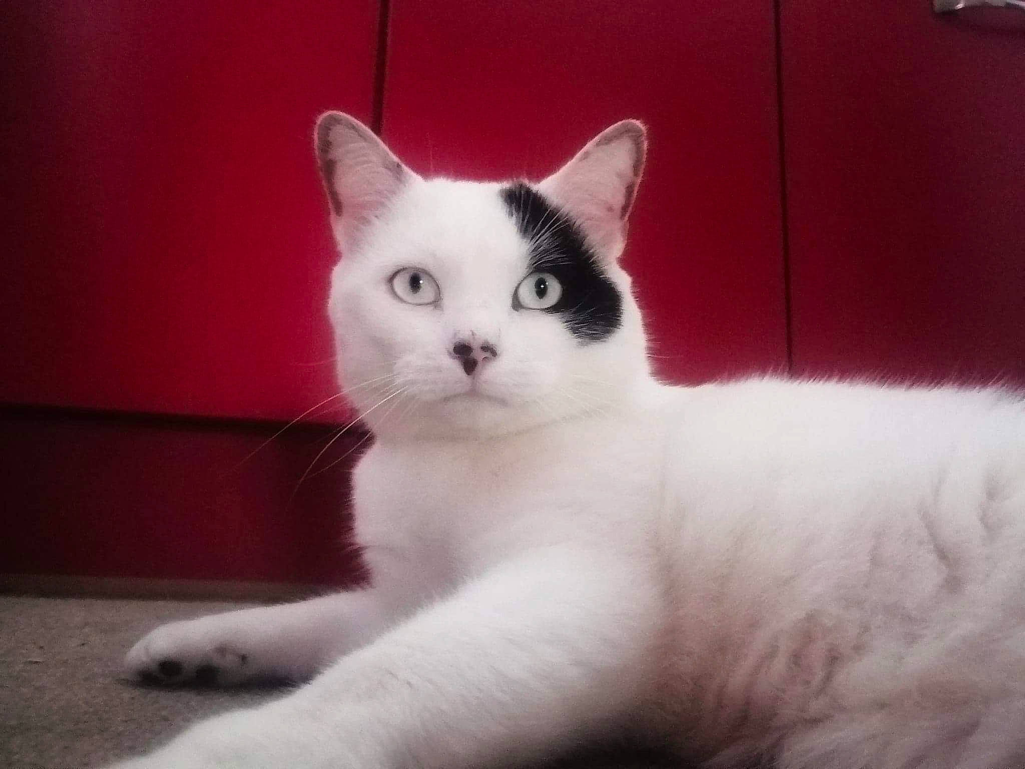 Loulou a rejoint le concours — aidez-le/la à gagner de superbes lots ! carmine, carnivore, cat, domestic_short_haired_cat, felidae, foot, fur, paw, sitting, small_to_medium_sized_cats, snout, tail, whiskers, window