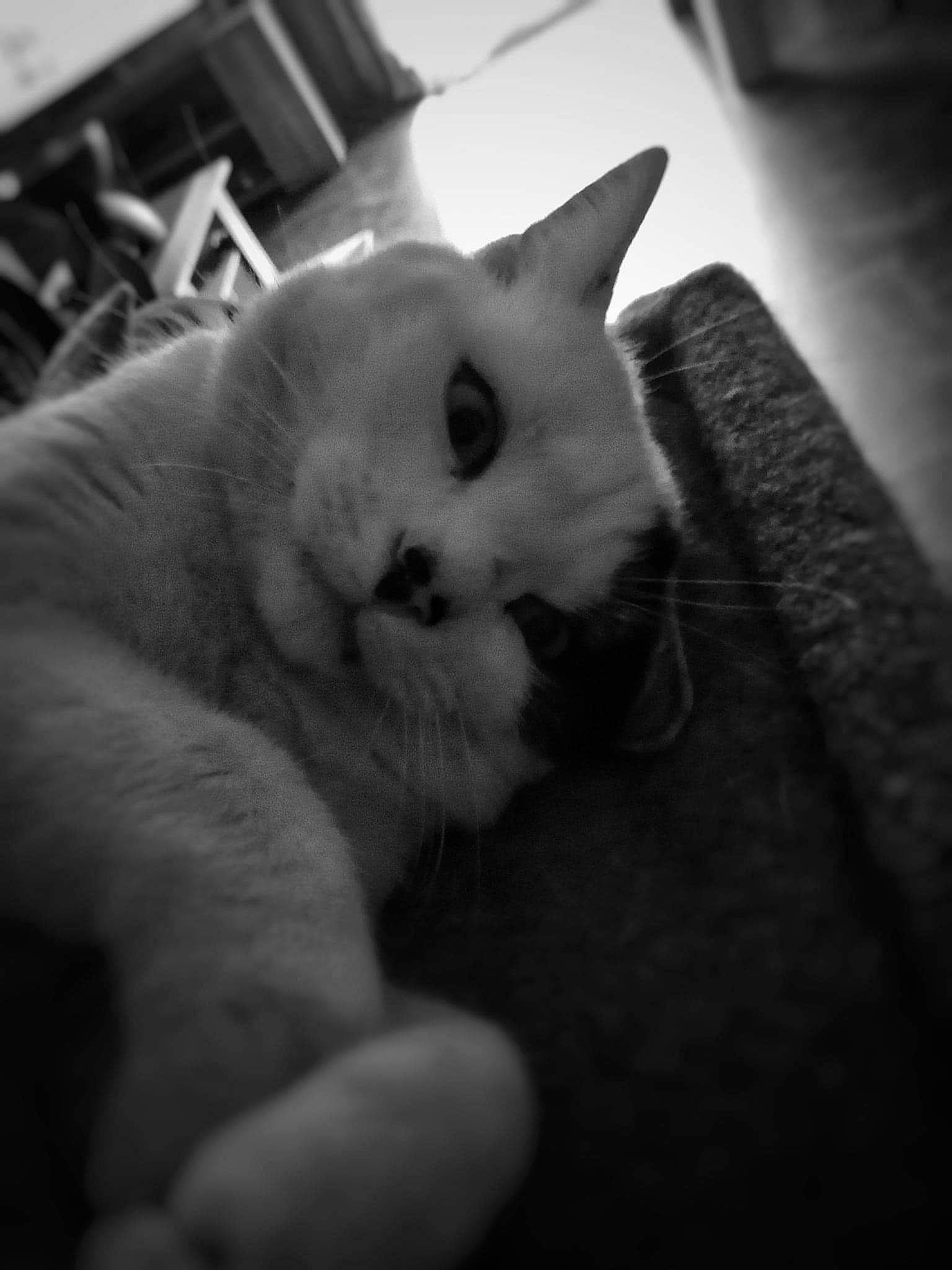 Loulou participe au concours pour gagner de l'argent avec cette photo : black_and_white, carnivore, cat, claw, cloud, comfort, domestic_short_haired_cat, felidae, flooring, fur, monochrome, monochrome_photography, paw, sky, small_to_medium_sized_cats, snout, style, tail, whiskers