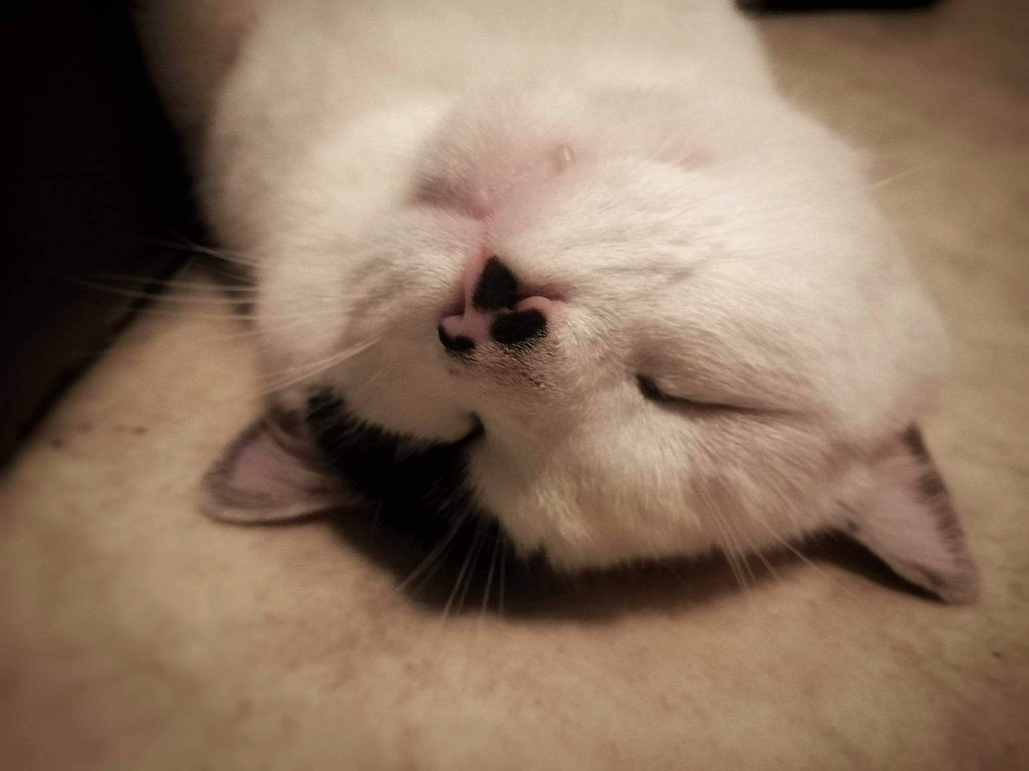 Loulou participe au concours pour gagner de l'argent avec cette photo : carnivore, cat, claw, close_up, comfort, companion_dog, dog_breed, domestic_short_haired_cat, ear, fawn, felidae, foot, fur, nap, paw, small_to_medium_sized_cats, snout, tail, terrestrial_animal, whiskers