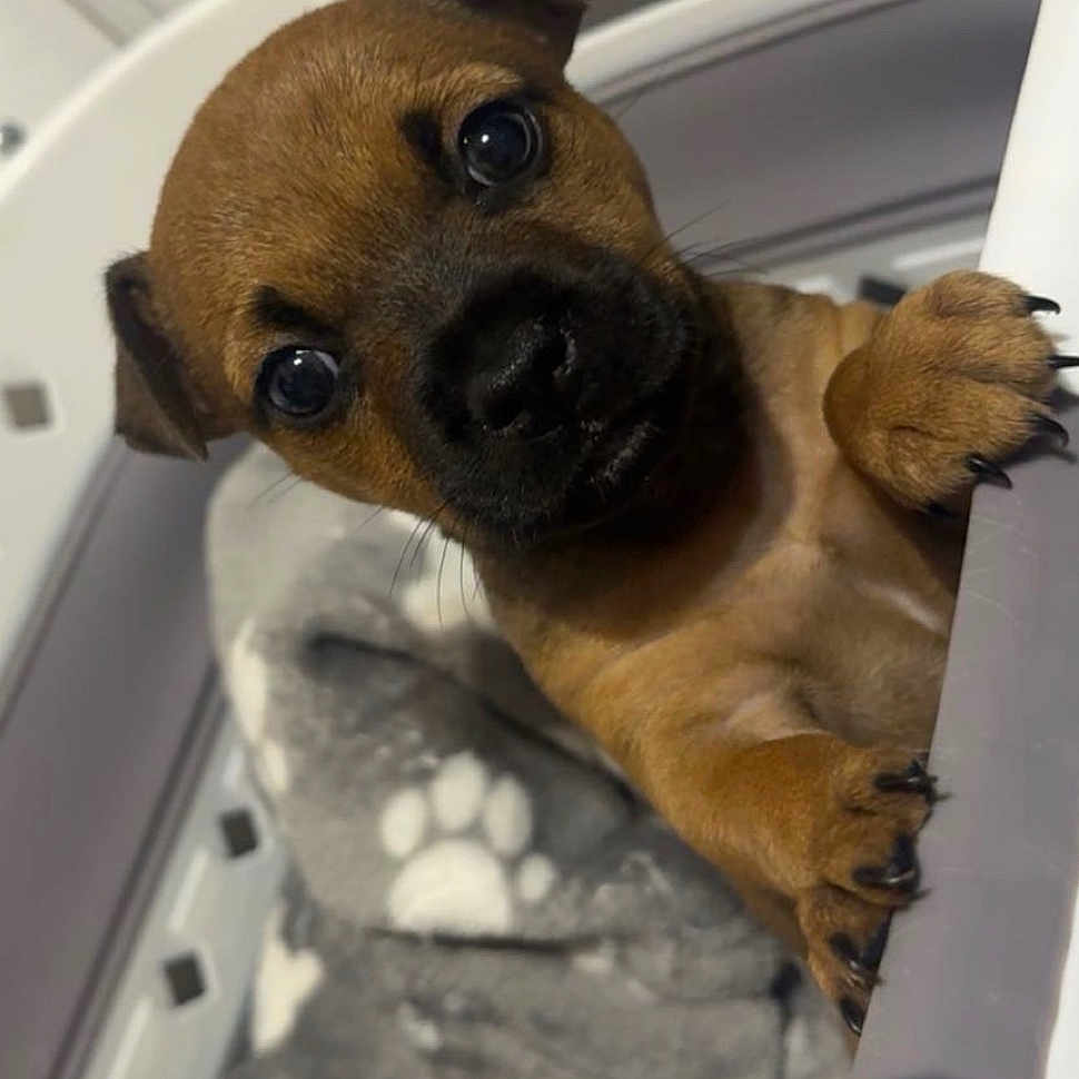 Nala