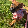 puppy, dog, outdoor, grass, portrait, close_up, brown_fur, pink_outfit, dress, harness, leash, floppy_ear, upright_ear, wide_eyes, head_tilt, animal, pet, sunlight, park, cute