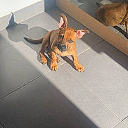 Nala participe au concours pour gagner de l'argent avec cette photo : puppy, dog, brown_dog, sitting, ears, short_hair, animal, pet, indoors, sunlight, sunbeam, tile_floor, glass_door, reflection, shadow, portrait, cute, looking_at_camera, home, warm_lighting