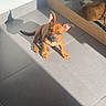 puppy, dog, brown_dog, sitting, ears, short_hair, animal, pet, indoors, sunlight, sunbeam, tile_floor, glass_door, reflection, shadow, portrait, cute, looking_at_camera, home, warm_lighting