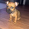 puppy, dog, tan_coat, sitting, indoors, wooden_floor, portrait, pet, canine, short_hair, floppy_ears, pointed_ears, brown_eyes, black_nose, cute, animal, home, flooring, flash_photography, playful