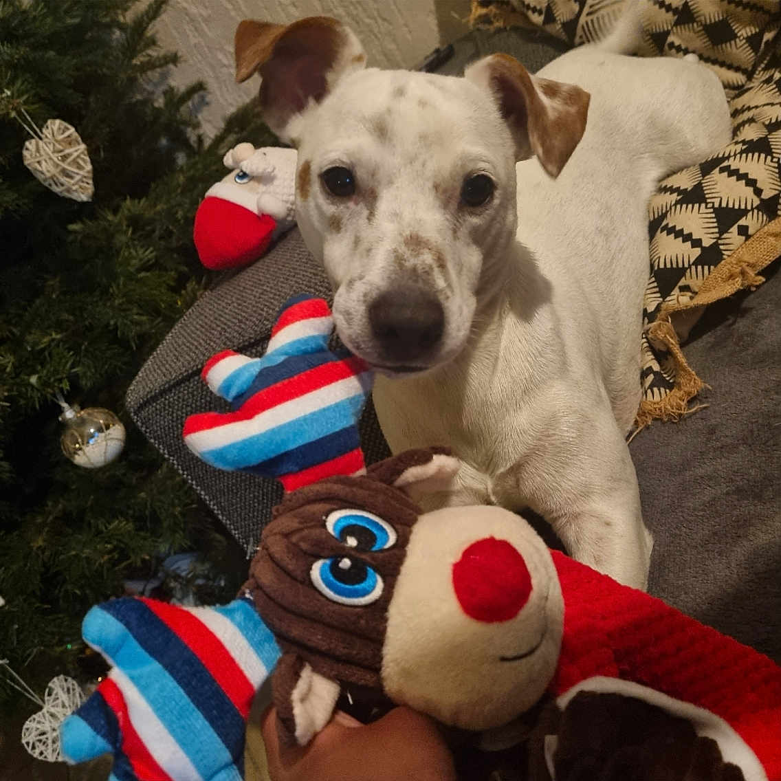 Gouel Laetitia a rejoint le concours — aidez-le/la à gagner de superbes lots ! animal, ball, canine, couch, cushion, dog, face, furniture, head, homedecor, hound, person, pet, plush, puppy, sport, tennis, tennisball, toy, whitedog