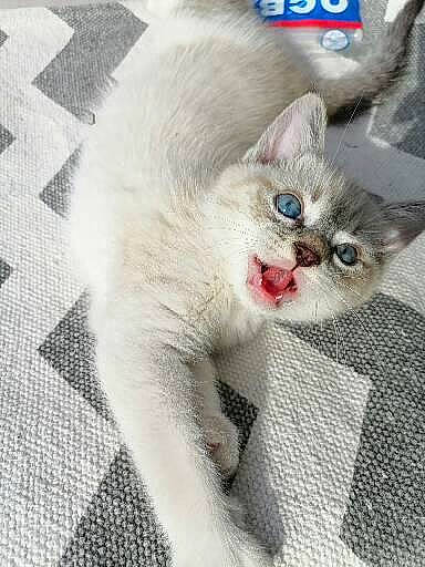 Grizzly a rejoint le concours — aidez-le/la à gagner de superbes lots ! carnivore, cat, claw, comfort, domestic_short_haired_cat, eye, fang, fawn, felidae, fur, paw, photo_caption, small_to_medium_sized_cats, snout, tail, whiskers