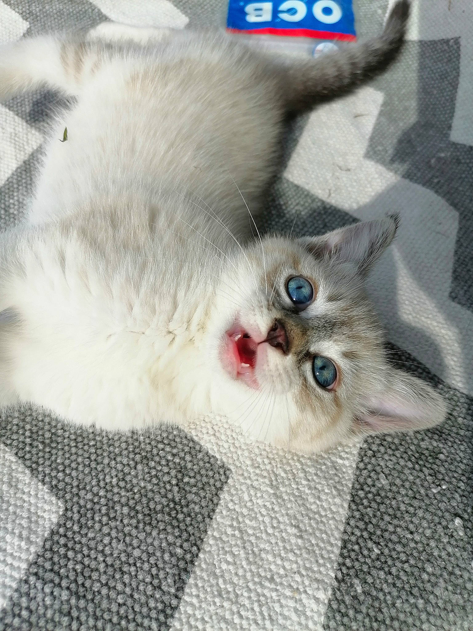 Grizzly a rejoint le concours — aidez-le/la à gagner de superbes lots ! balinese, carnivore, cat, claw, collar, domestic_short_haired_cat, fang, fawn, felidae, fur, pattern, paw, photo_caption, small_to_medium_sized_cats, snout, tail, thai, whiskers