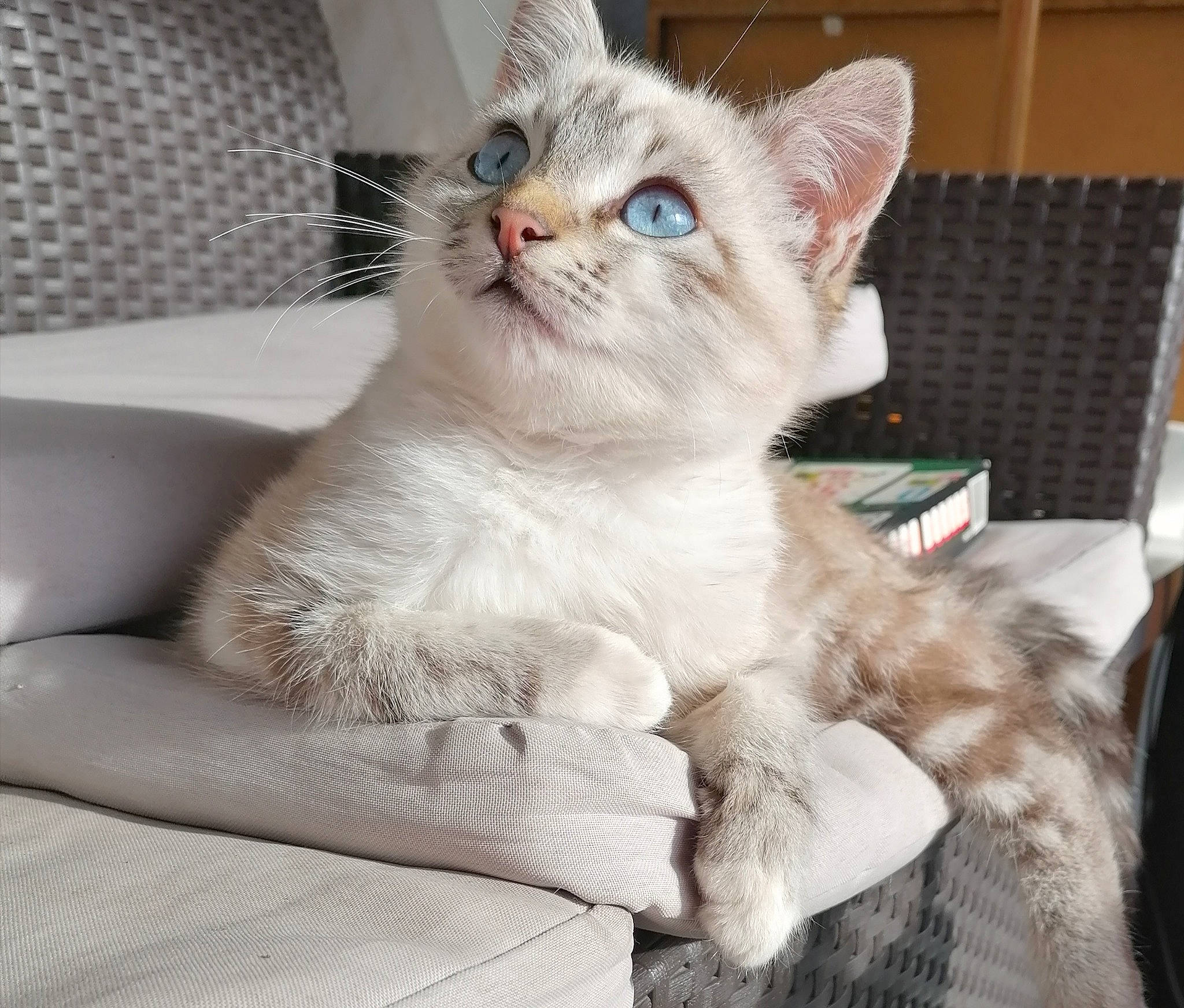 Paya participe au concours pour gagner de l'argent avec cette photo : asian, australian_mist, british_semi_longhair, burmilla, carnivore, cat, colorpoint_shorthair, domestic_short_haired_cat, ear, european_shorthair, eye, fawn, felidae, kitten, mammal, ojos_azules, ragdoll, small_to_medium_sized_cats, vertebrate, whiskers