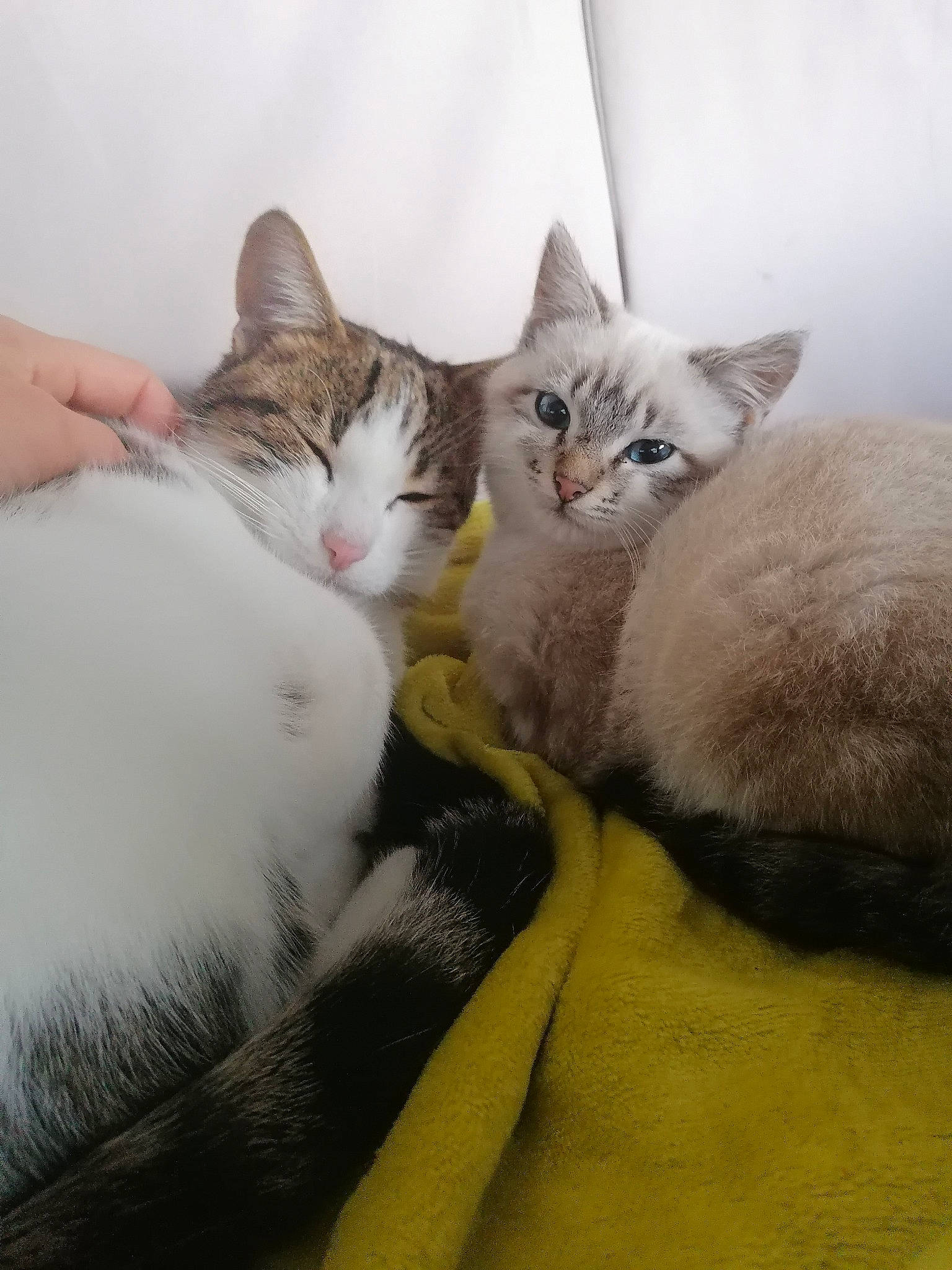 Paya participe au concours pour gagner de l'argent avec cette photo : aegean_cat, american_wirehair, asian, british_shorthair, burmilla, carnivore, cat, domestic_short_haired_cat, european_shorthair, felidae, kitten, mammal, nap, singapura, small_to_medium_sized_cats, vertebrate, whiskers