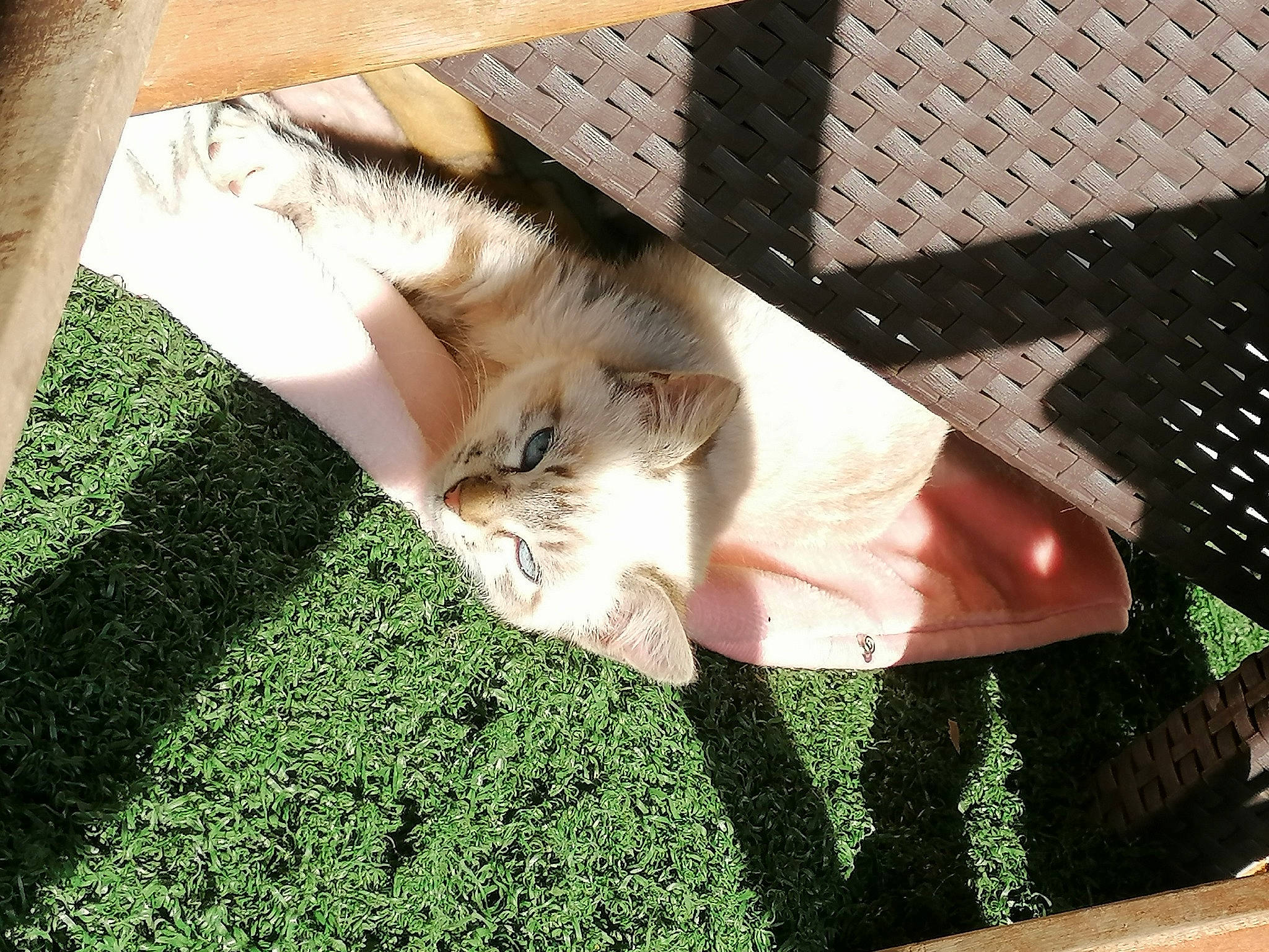 Paya participe au concours pour gagner de l'argent avec cette photo : carnivore, cat, domestic_short_haired_cat, european_shorthair, felidae, flooring, fur, grass, kitten, paw, plant, polydactyl_cat, small_to_medium_sized_cats, sunlight, tail, whiskers, wood