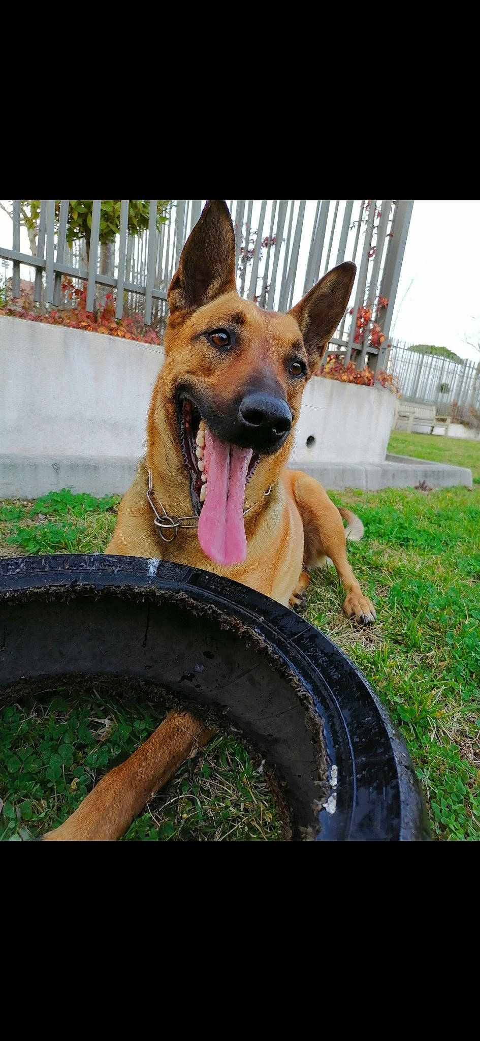 Aka a rejoint le concours — aidez-le/la à gagner de superbes lots ! automotive_tire, canidae, carnivore, collar, companion_dog, dog, dog_breed, dog_supply, east_european_shepherd, fawn, german_shepherd_dog, grass, herding_dog, old_german_shepherd_dog, pet_supply, plant, sky, snout, sporting_group, working_dog