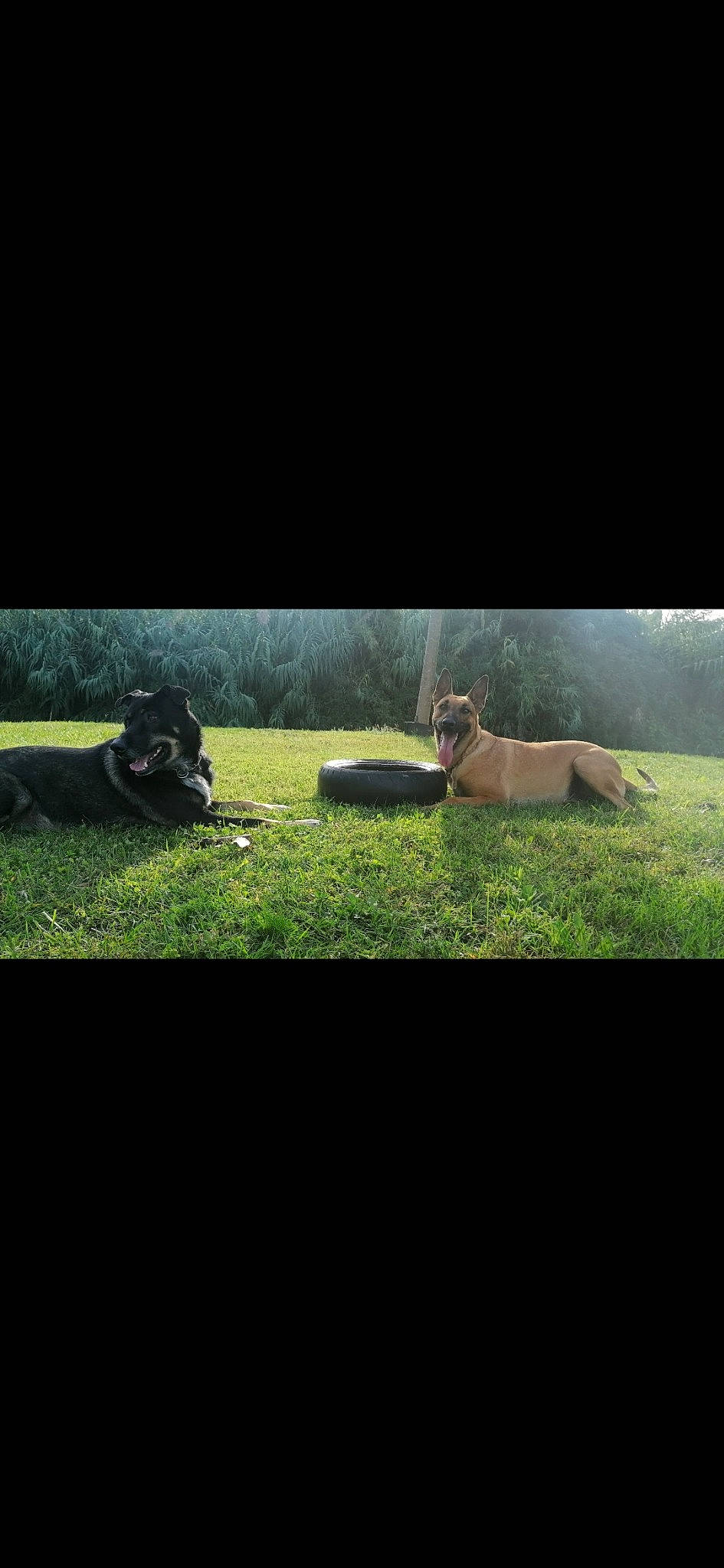 Aka a rejoint le concours — aidez-le/la à gagner de superbes lots ! bovine, carnivore, companion_dog, dog_breed, grass, grassland, grazing, landscape, livestock, natural_landscape, pasture, plant, prairie, sheep, sporting_group, terrestrial_animal, tints_and_shades, tree, wildlife