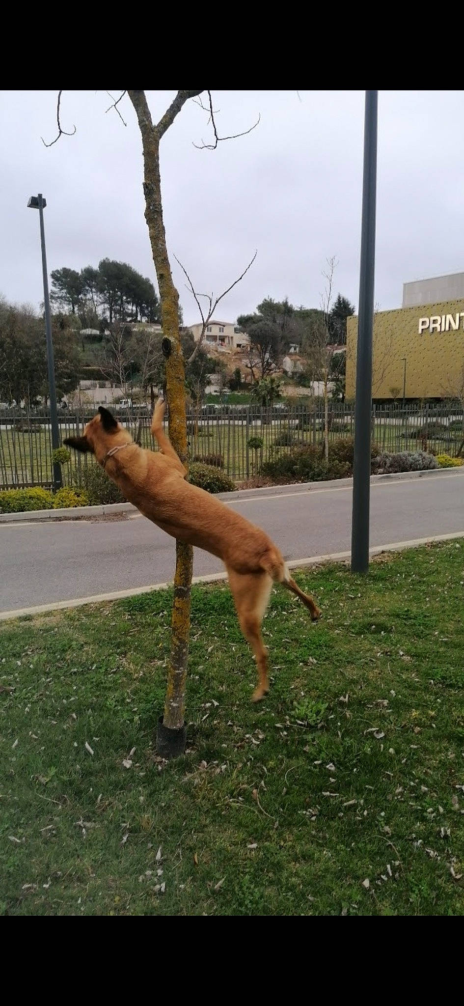 Aka participe au concours pour gagner de l'argent avec cette photo : art, building, canidae, dog, dog_breed, fawn, grass, landscape, plant, shade, sky, sporting_group, street_light, tail, terrestrial_animal, tree, trunk, twig, wildlife, wood