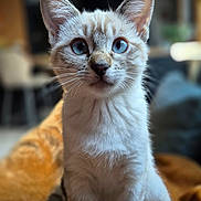 Maïa participe au concours pour gagner de l'argent avec cette photo : cat, kitten, blue_eyes, close_up, fur, whiskers, pet, animal, indoor, cozy, blanket, curious, sitting, young_cat, mammal, domestic_cat, soft_texture, focused, portrait, cute